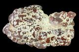 4.1" Pink Agate Petrified Wood Limb Cast - Nevada - #152125-1